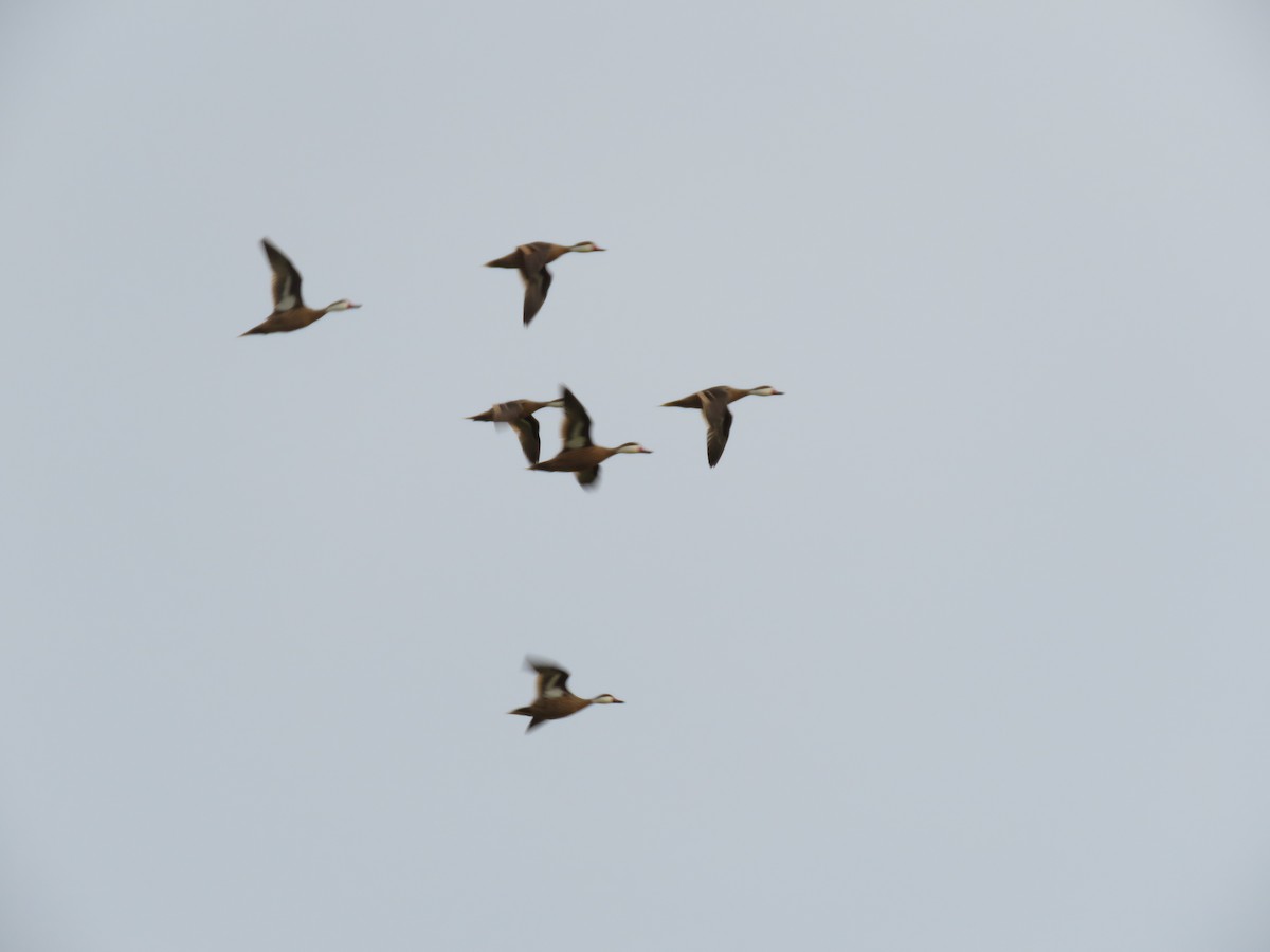 White-cheeked Pintail - ML220488351