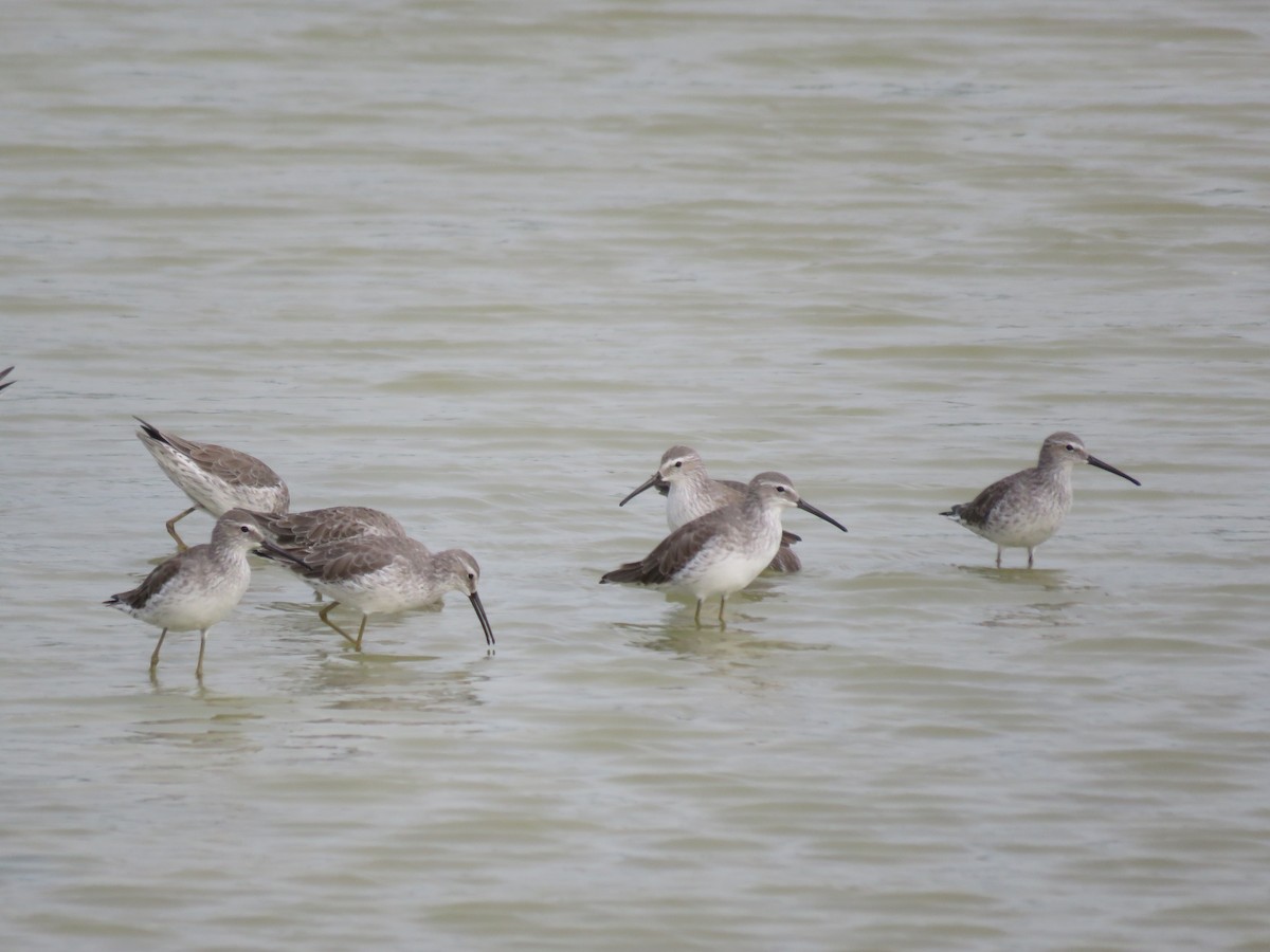 Stilt Sandpiper - ML220488821