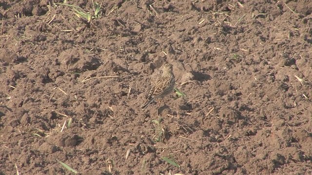 Eurasian Skylark - ML220489271