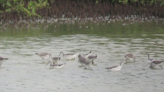 Wilson's Phalarope - ML220489631