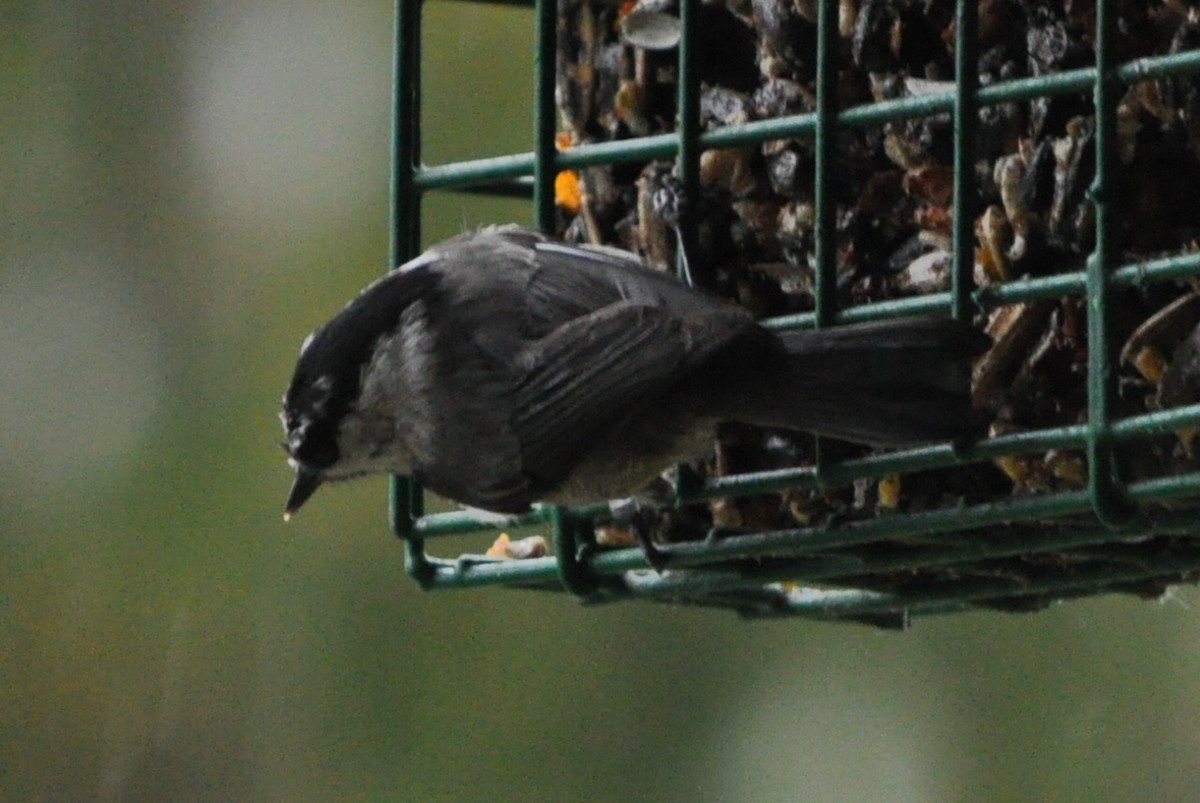 Mésange de Gambel - ML22049031