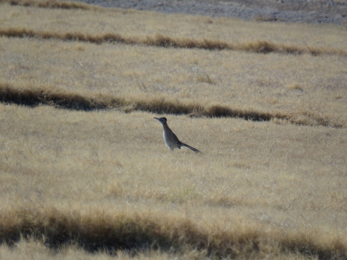 Greater Roadrunner - Joshua Jaeger