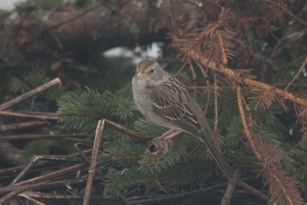 White-crowned x Golden-crowned Sparrow (hybrid) - Aaron Lang