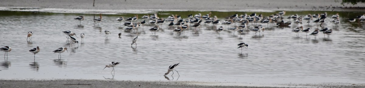 American Avocet - ML220492281