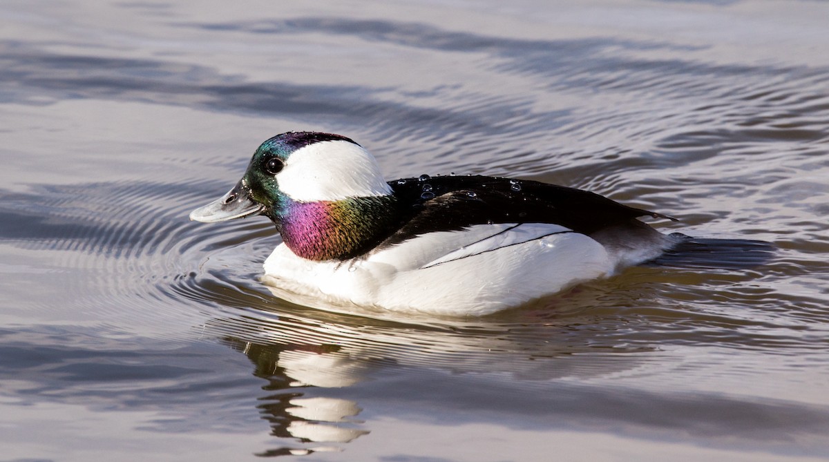 Bufflehead - ML220492691