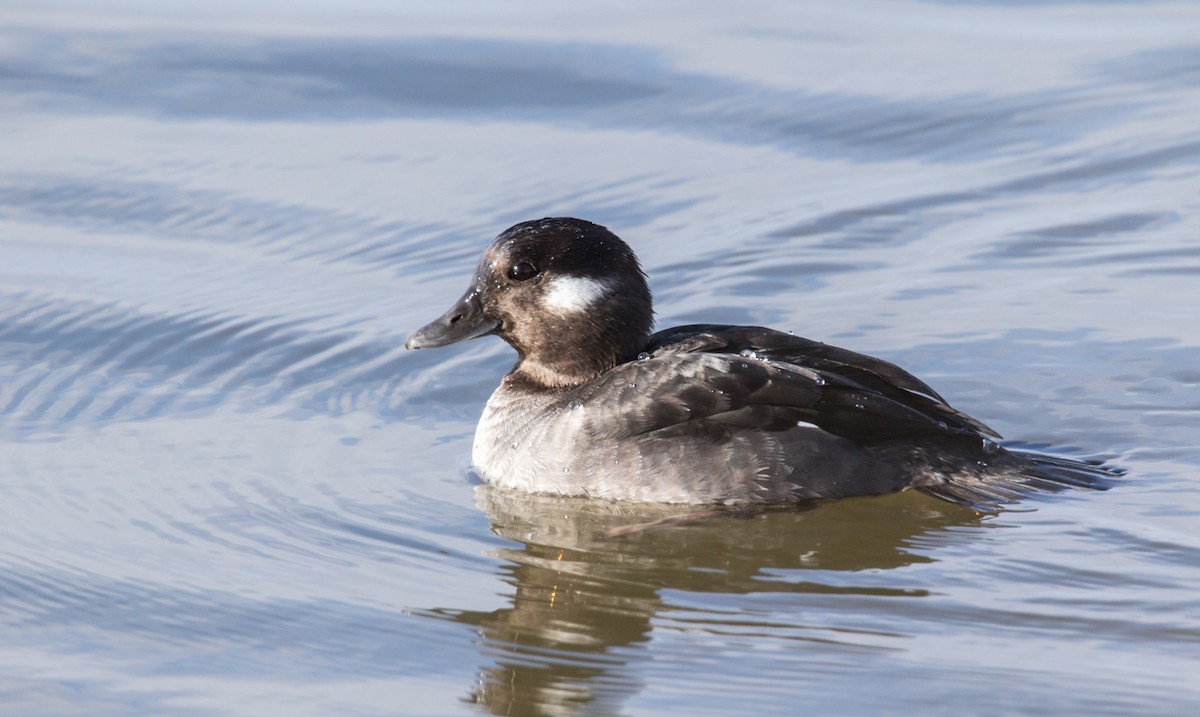 Bufflehead - ML220492701