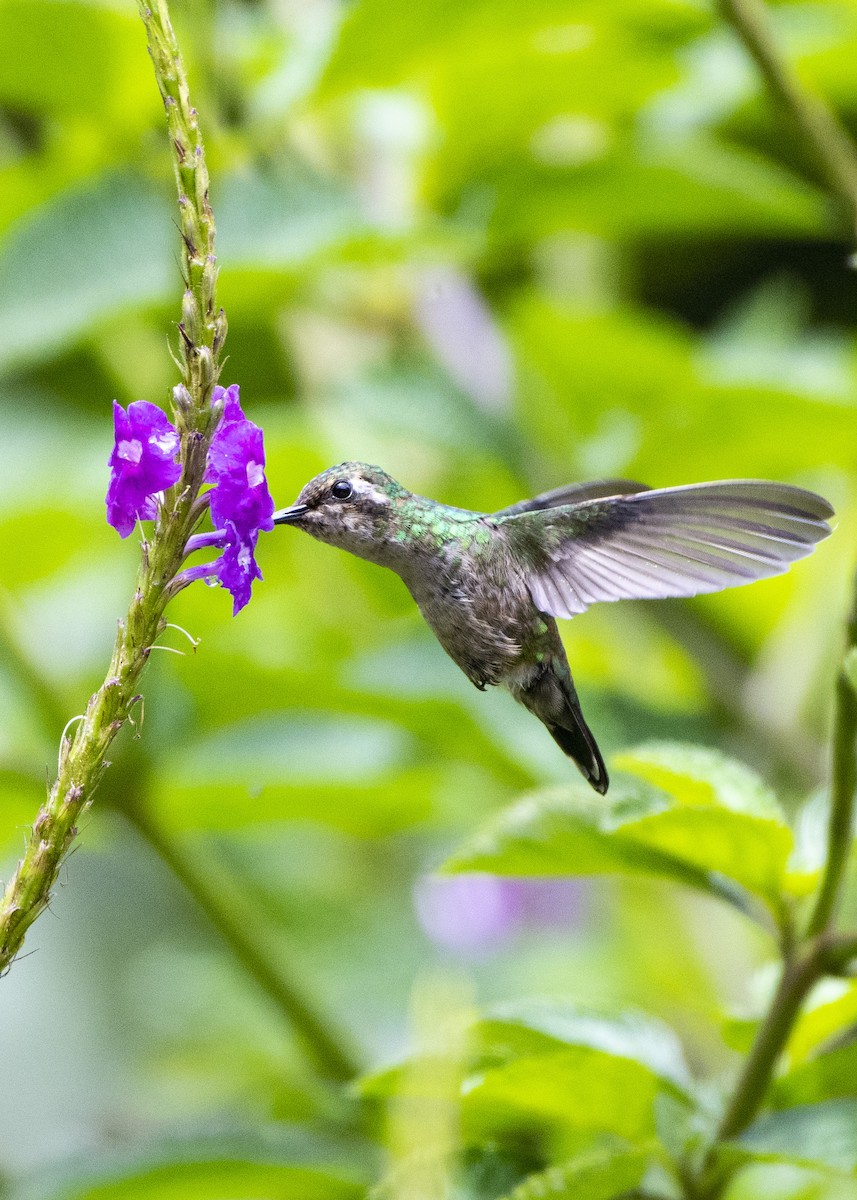 Blue-tailed Emerald - ML220492801