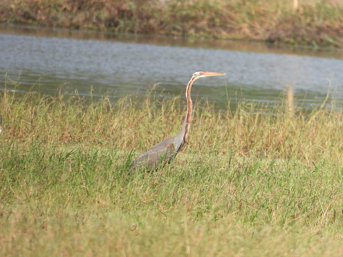 Purple Heron - ML220493681