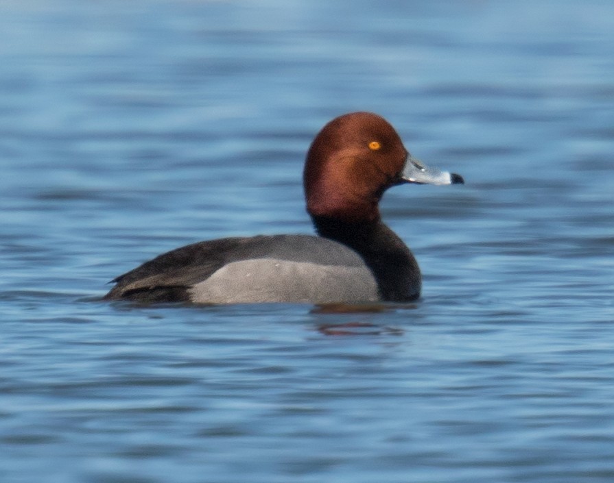 Redhead - ML220494041