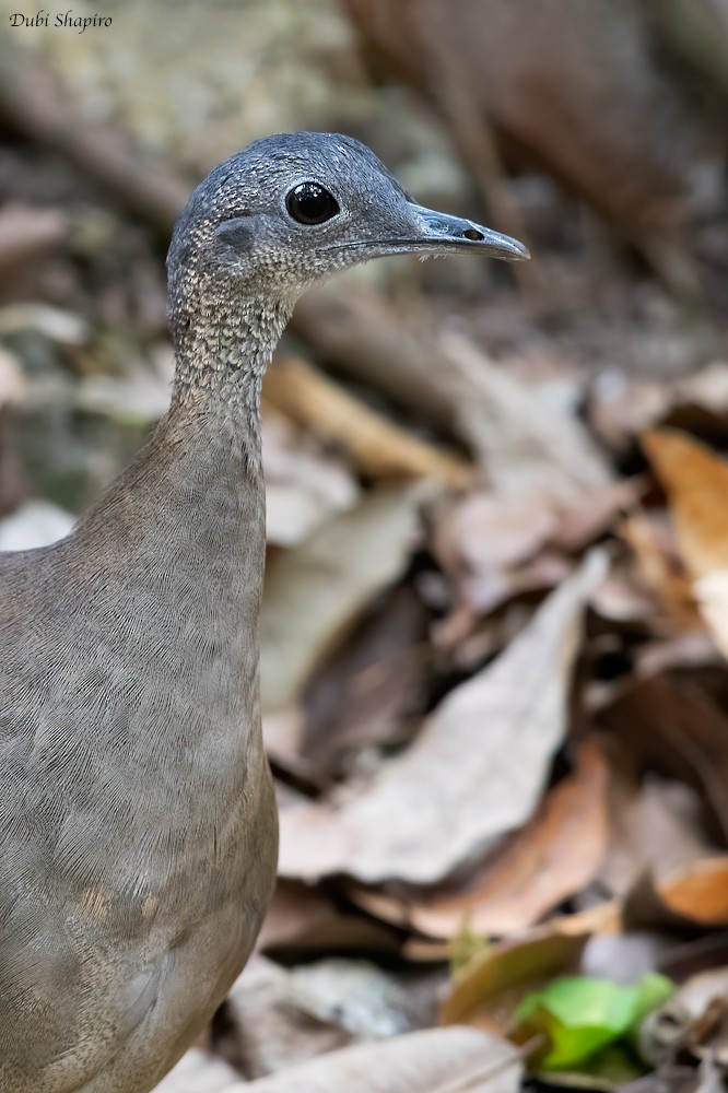 Great Tinamou - ML220494881