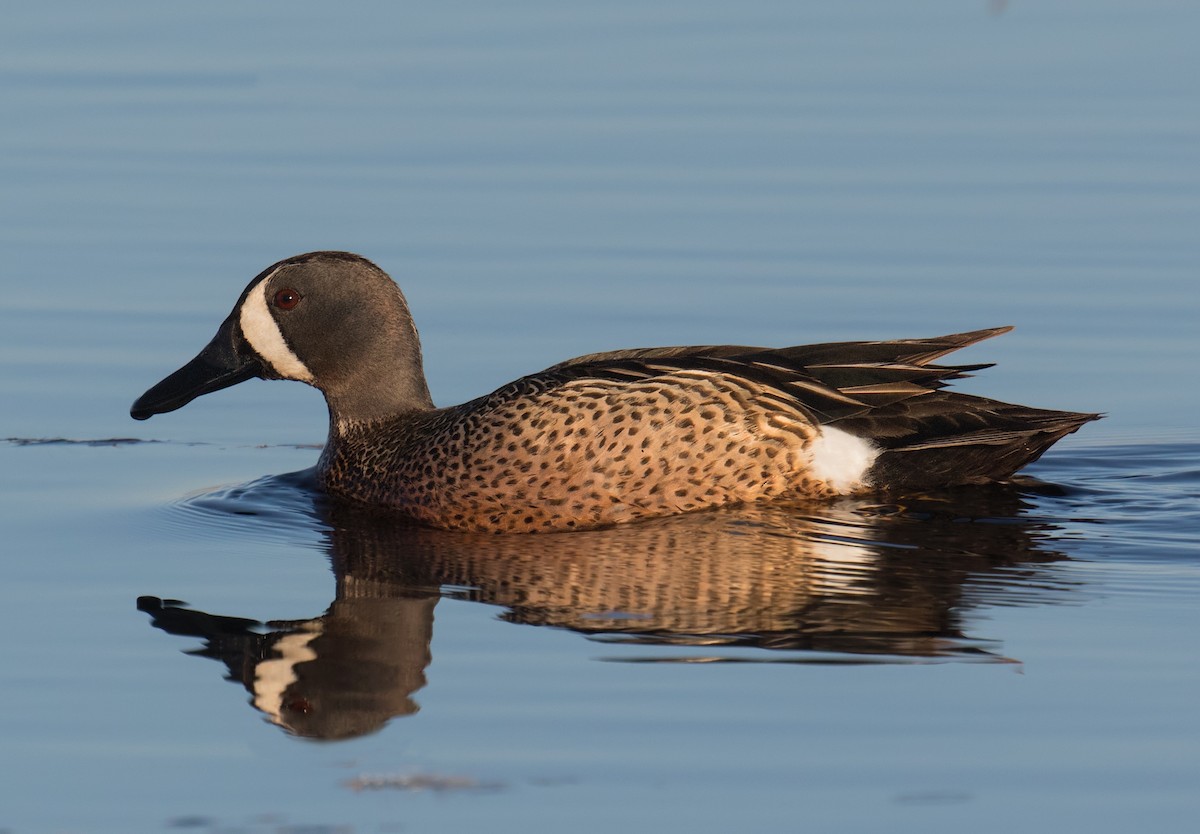 Blue-winged Teal - ML220495781
