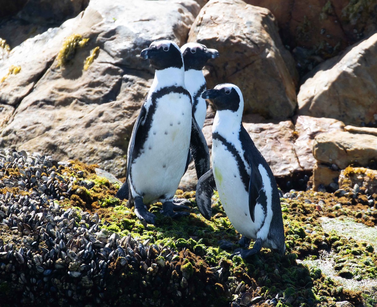 Pingüino de El Cabo - ML220499501