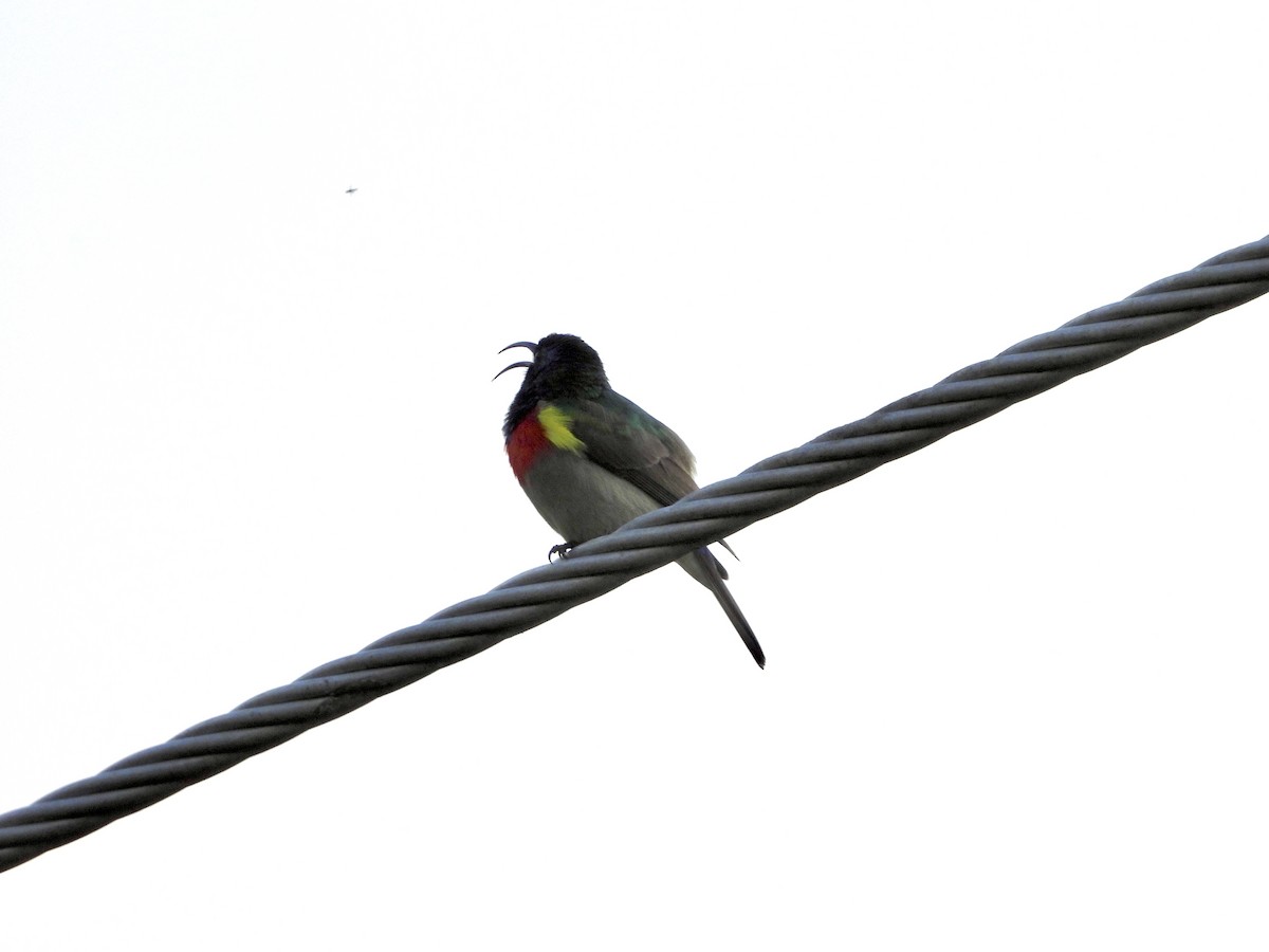 Eastern Miombo Sunbird - ML220500161