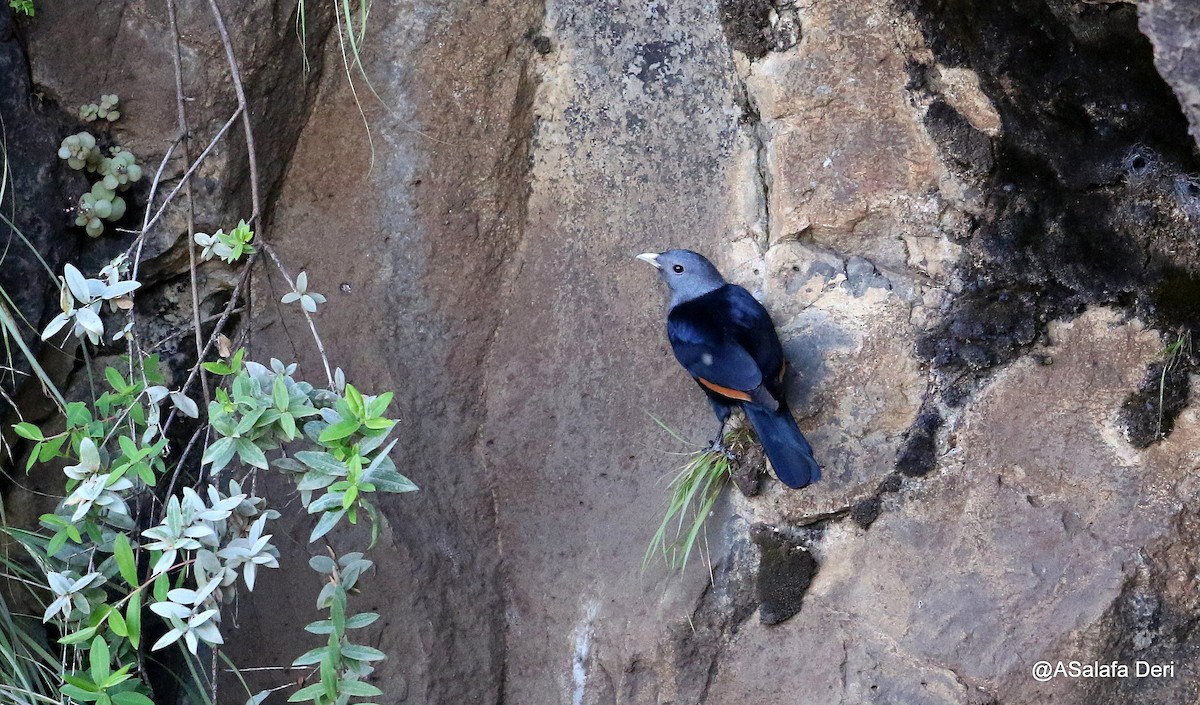 White-billed Starling - ML220500191