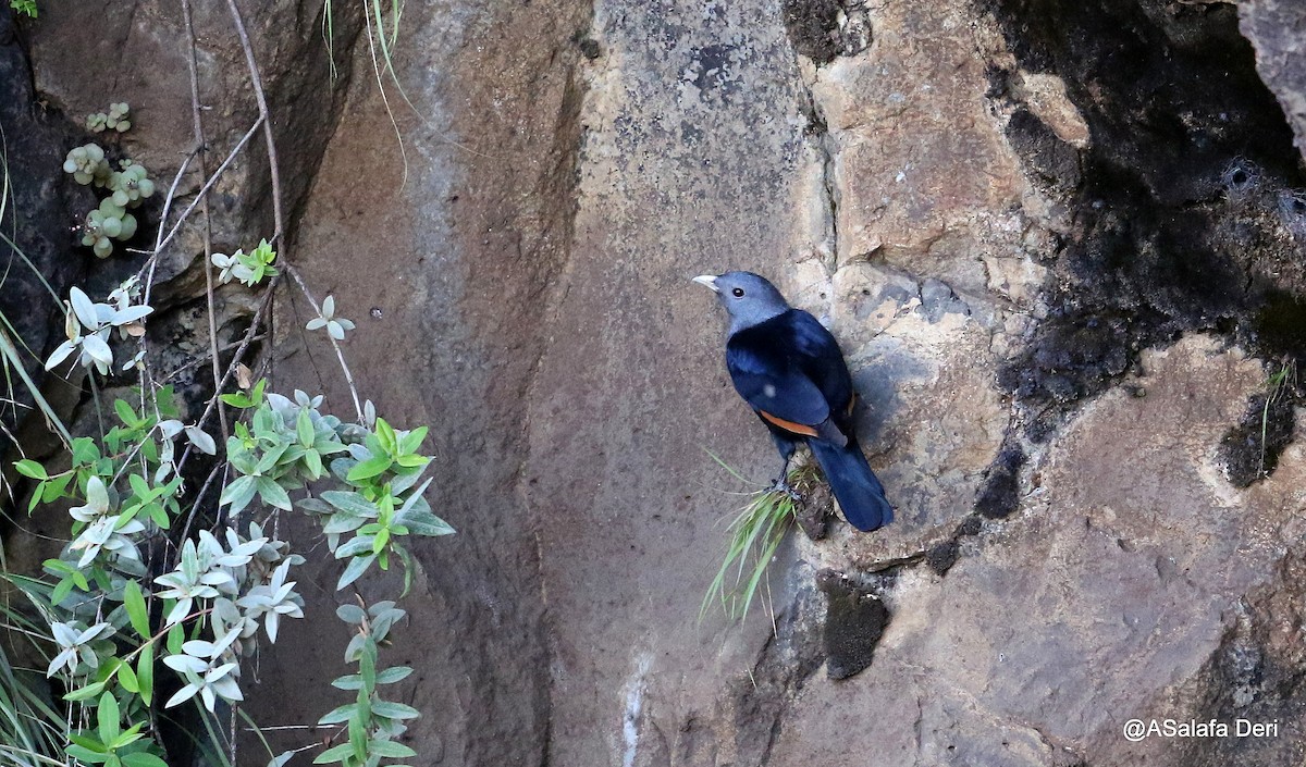 White-billed Starling - ML220500191