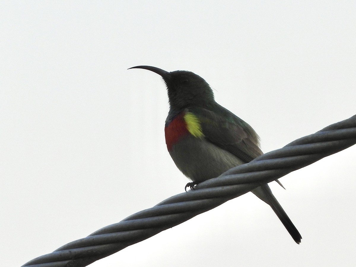 Eastern Miombo Sunbird - ML220500201