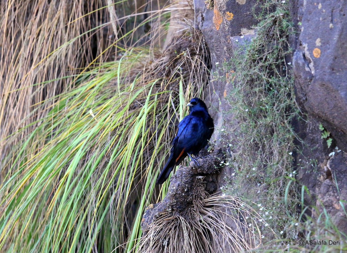 White-billed Starling - ML220500361