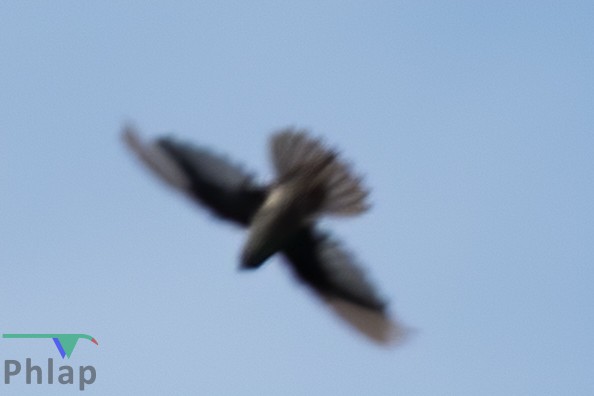 White-rumped Swiftlet - ML220500761