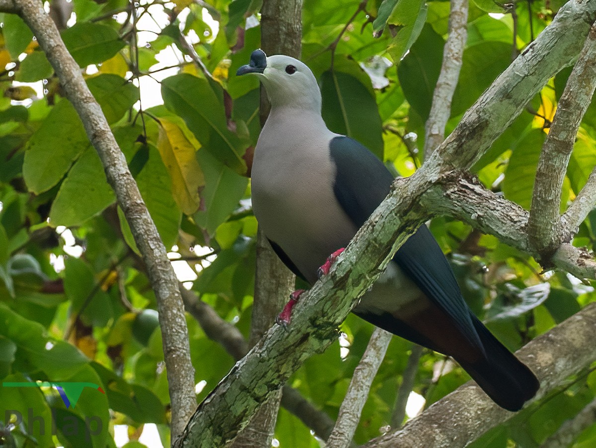 Pacific Imperial-Pigeon - Rodney Appleby