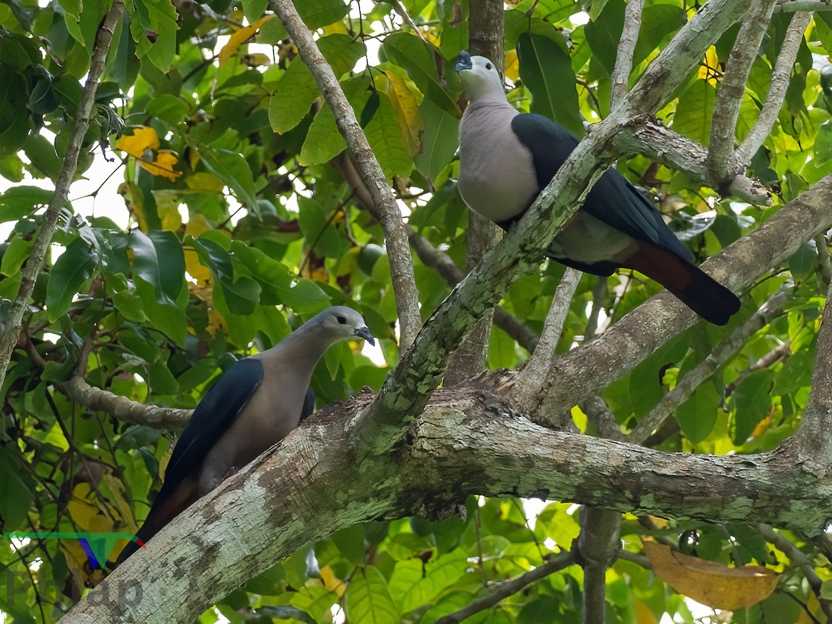 Pacific Imperial-Pigeon - ML220500791