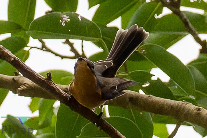 Melanesian Flycatcher - ML220500831