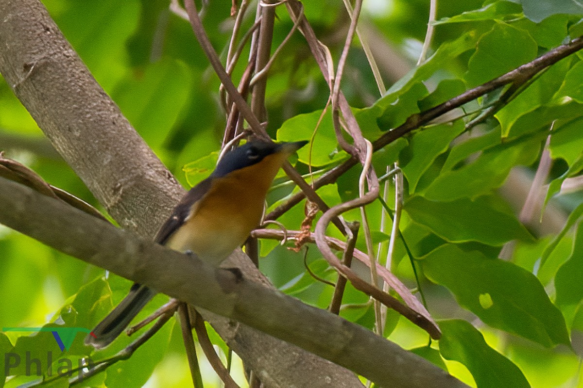 Melanesian Flycatcher - ML220500851