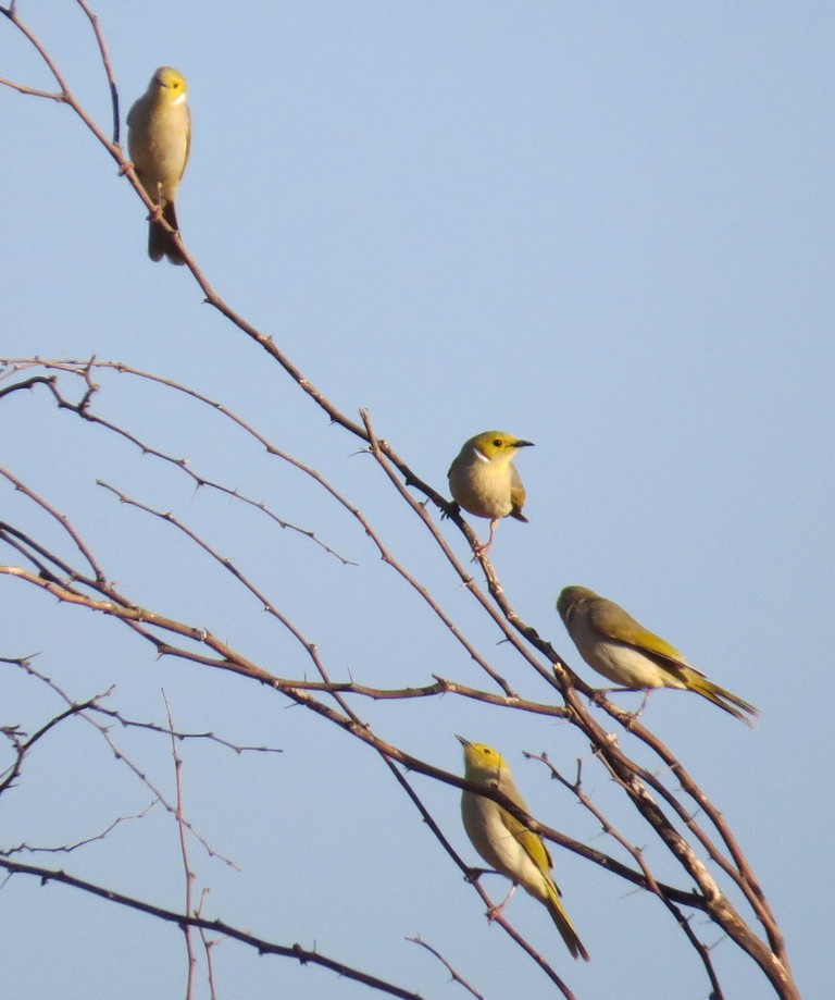 White-plumed Honeyeater - ML220502411