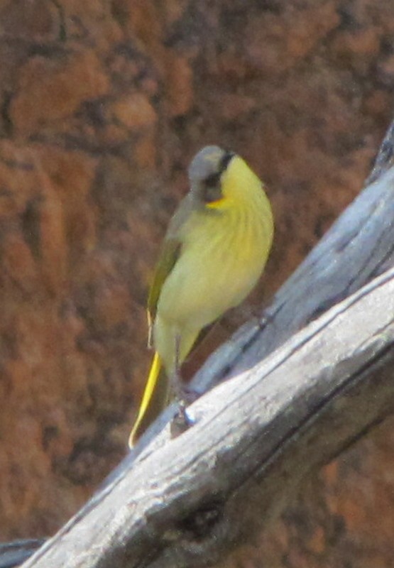 Gray-headed Honeyeater - ML220503131