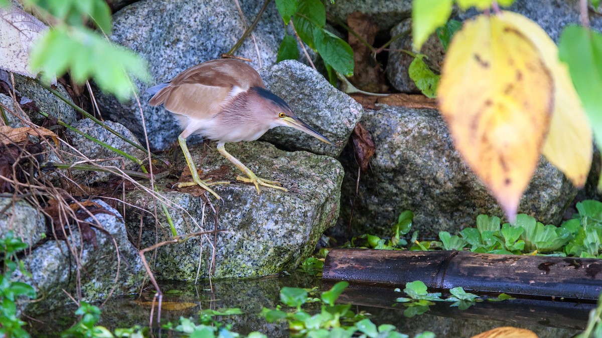 Yellow Bittern - ML220503191