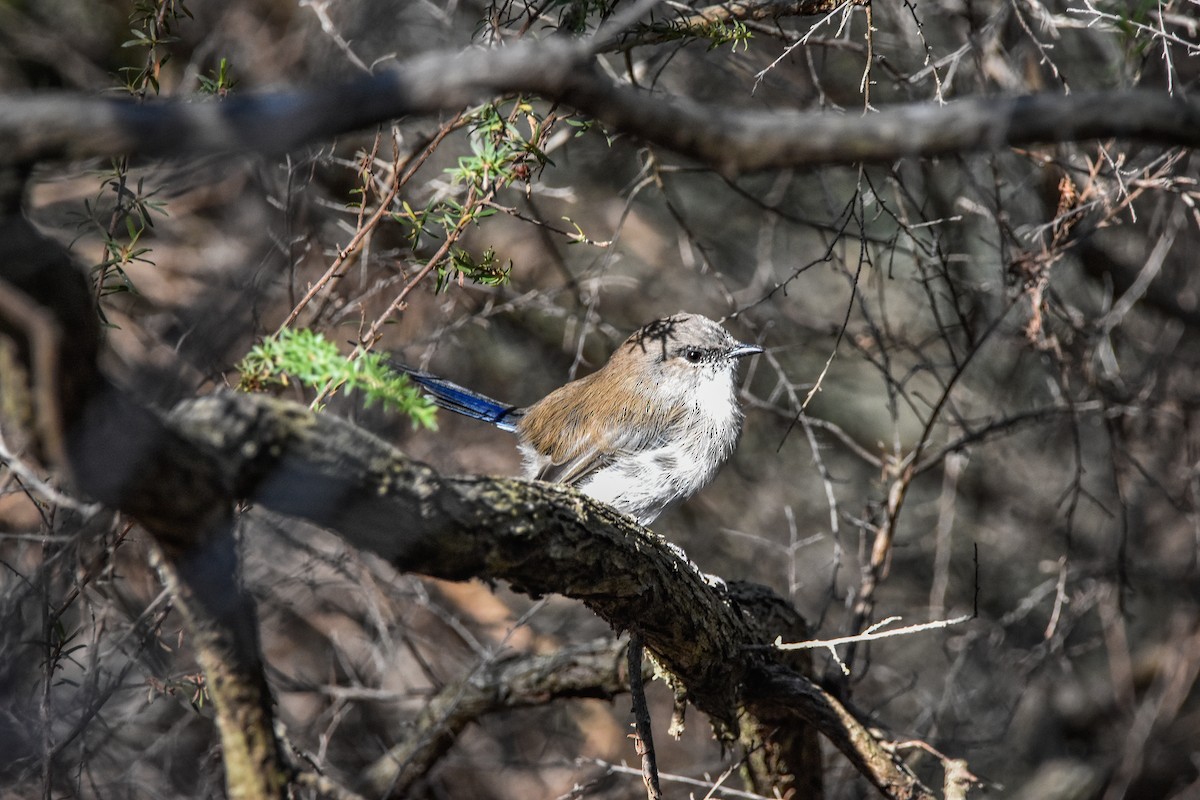 Superb Fairywren - ML220503361