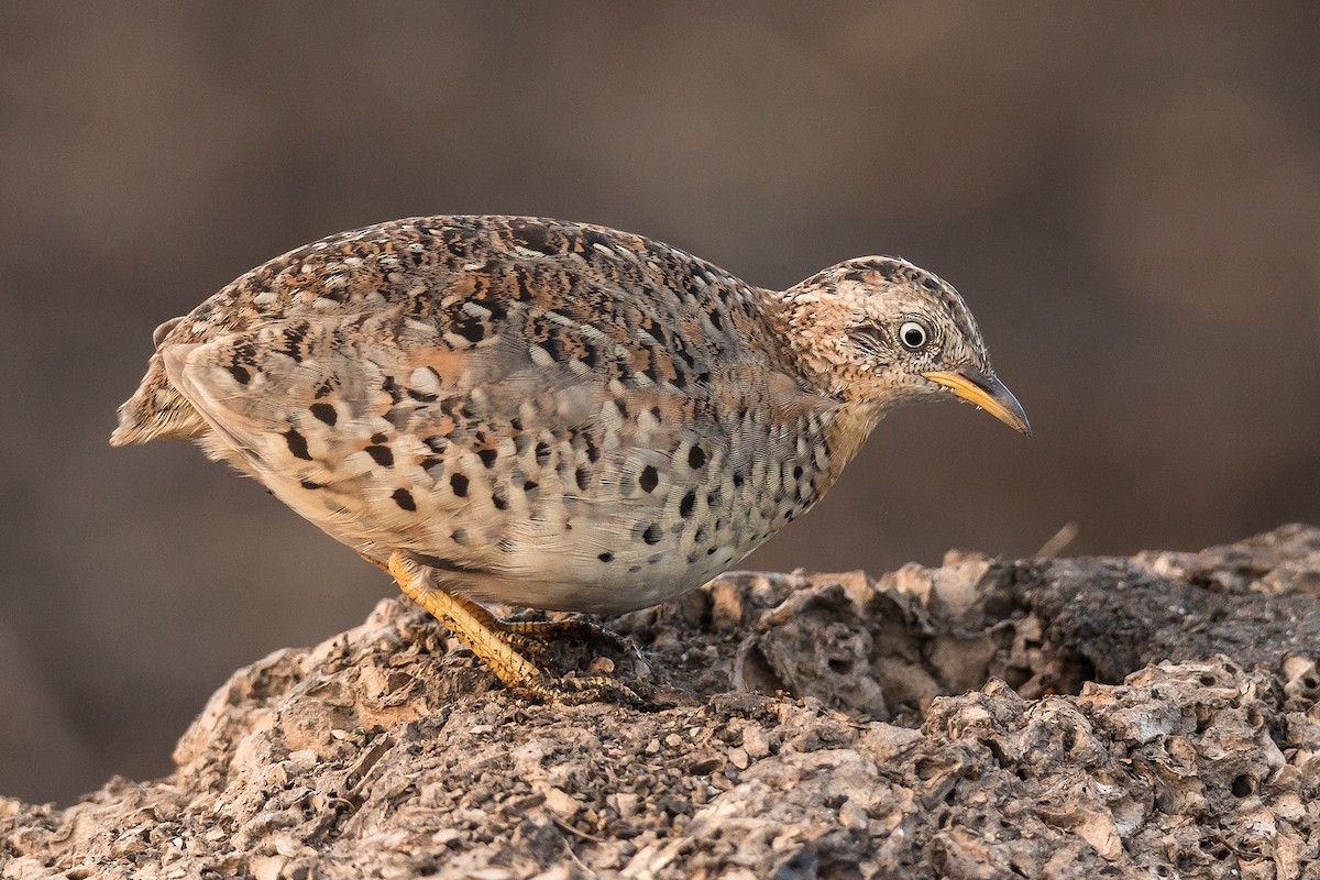 Yellow-legged Buttonquail - ML220503801