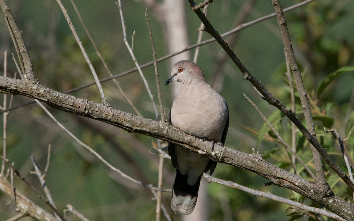 White-tipped Dove - ML220504591