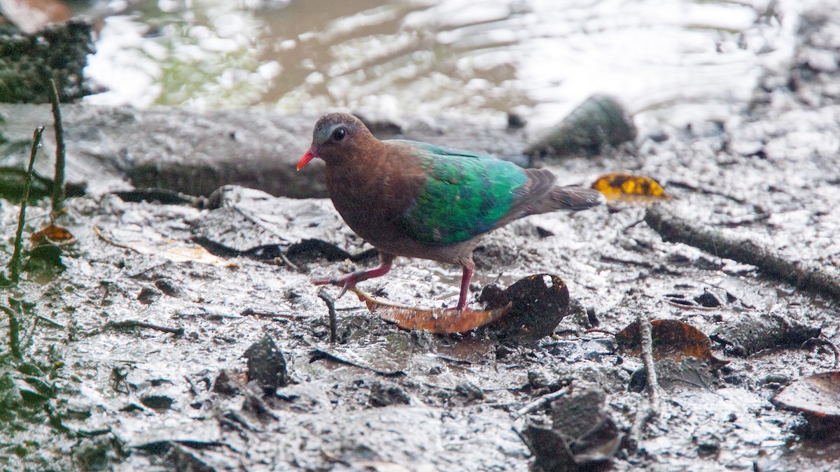 Asian Emerald Dove - Martti Siponen