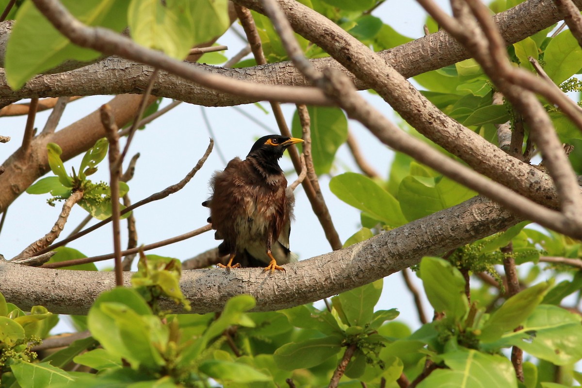 Common Myna - ML220509091