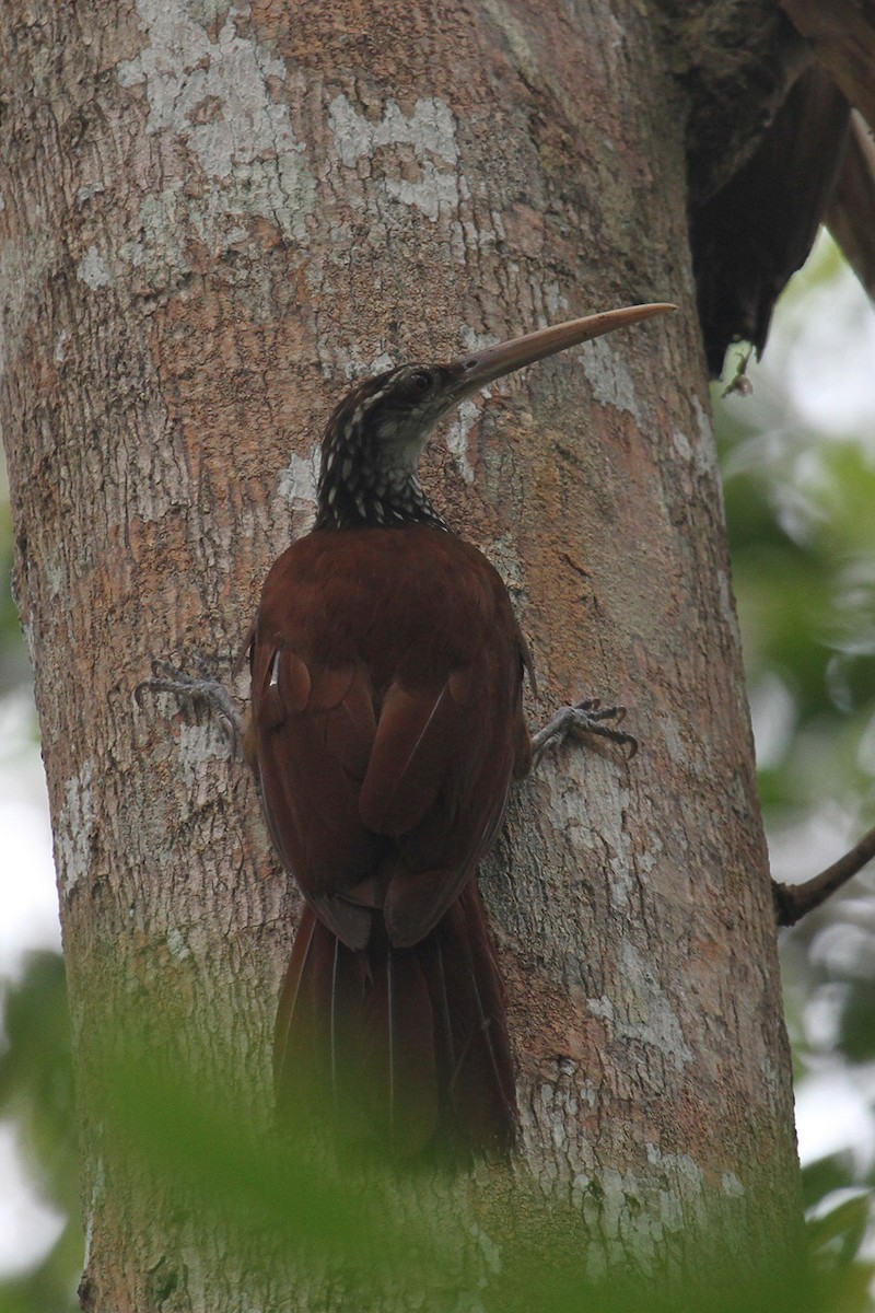 Long-billed Woodcreeper - ML220511391