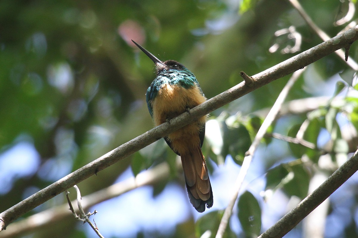 Jacamar à menton blanc - ML220511401