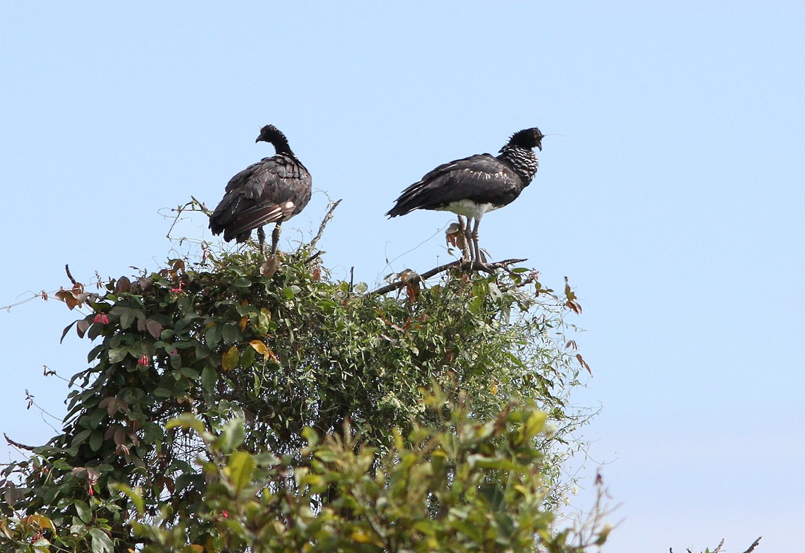 Horned Screamer - ML220511561