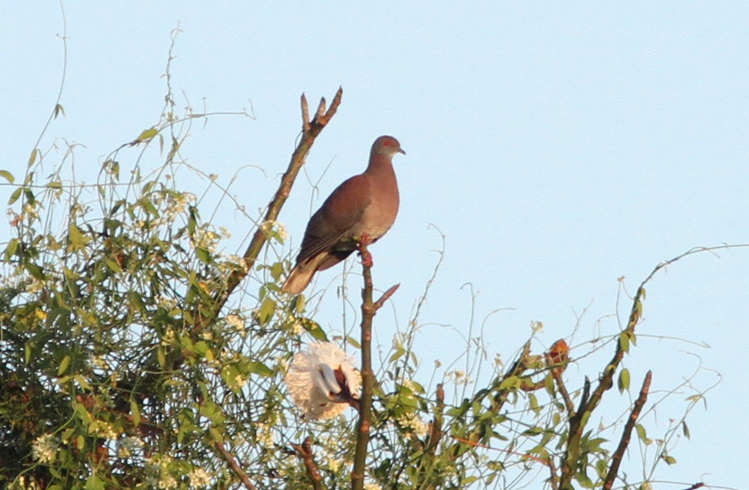 Pale-vented Pigeon - ML220511621