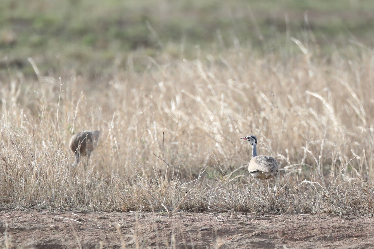 White-bellied Bustard - ML220513001