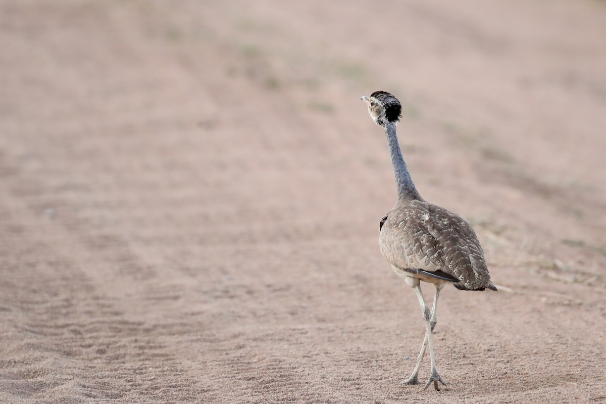 White-bellied Bustard - Ting-Wei (廷維) HUNG (洪)