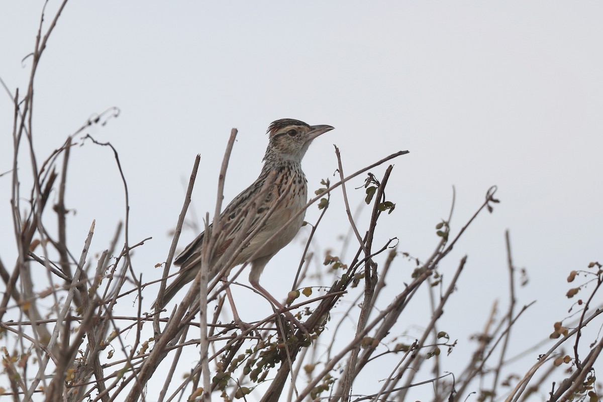 Rufous-naped Lark - ML220513351