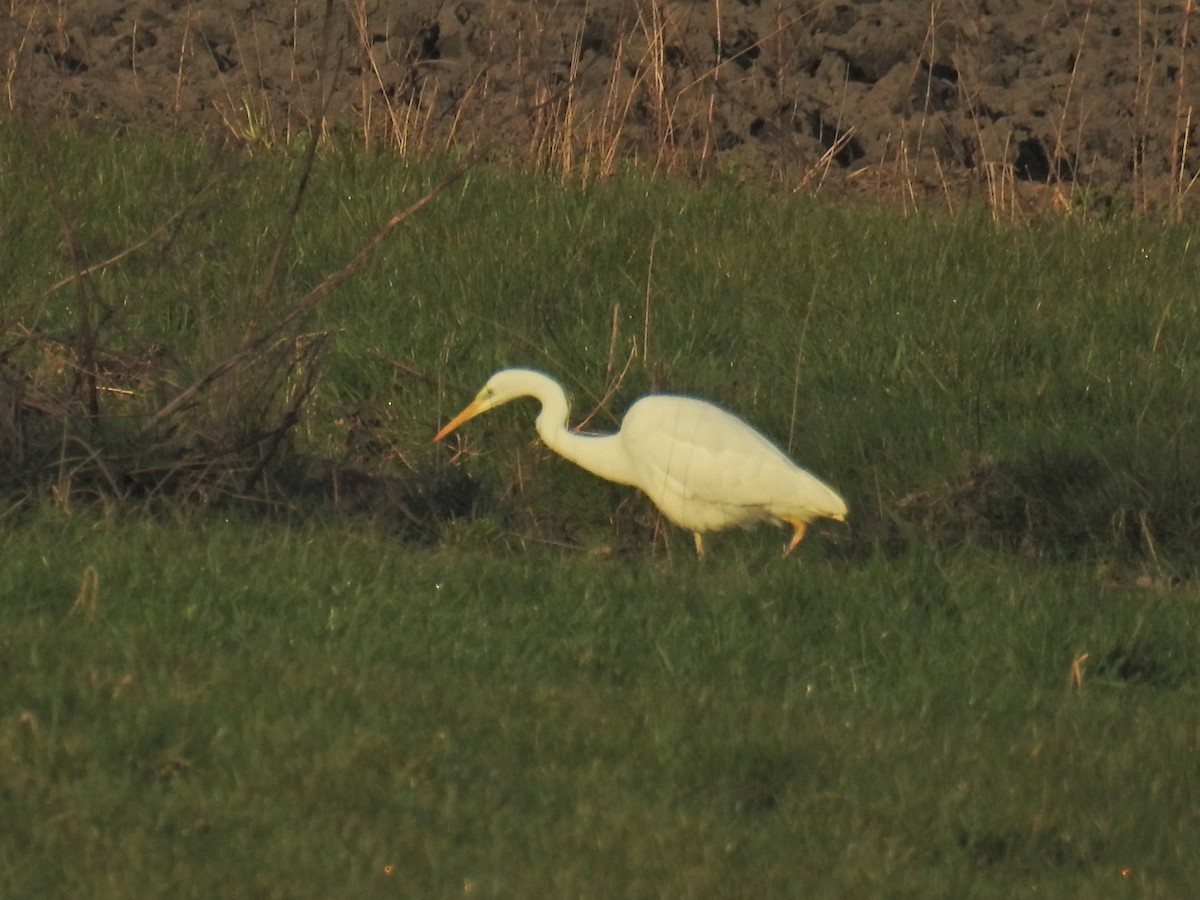 Great Egret - Paddy Martin