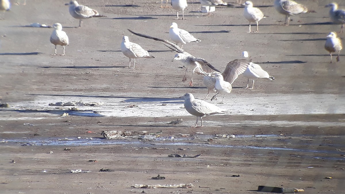 Glaucous Gull - ML220514431