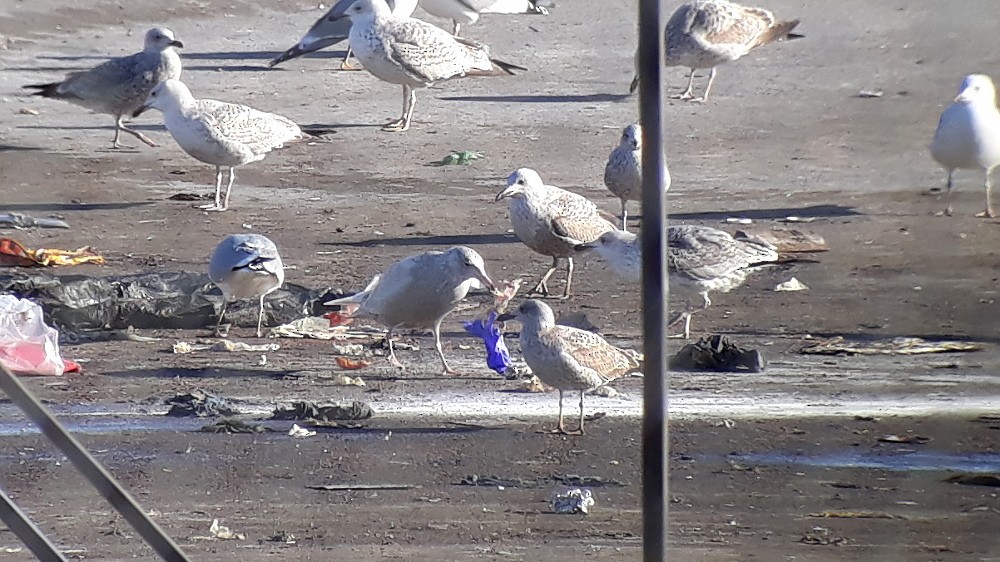 Glaucous Gull - ML220514441