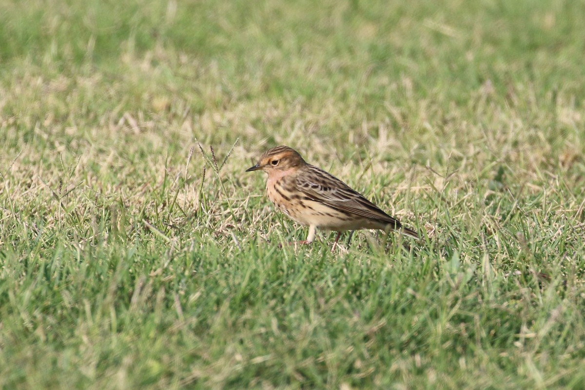 Red-throated Pipit - Oscar Campbell