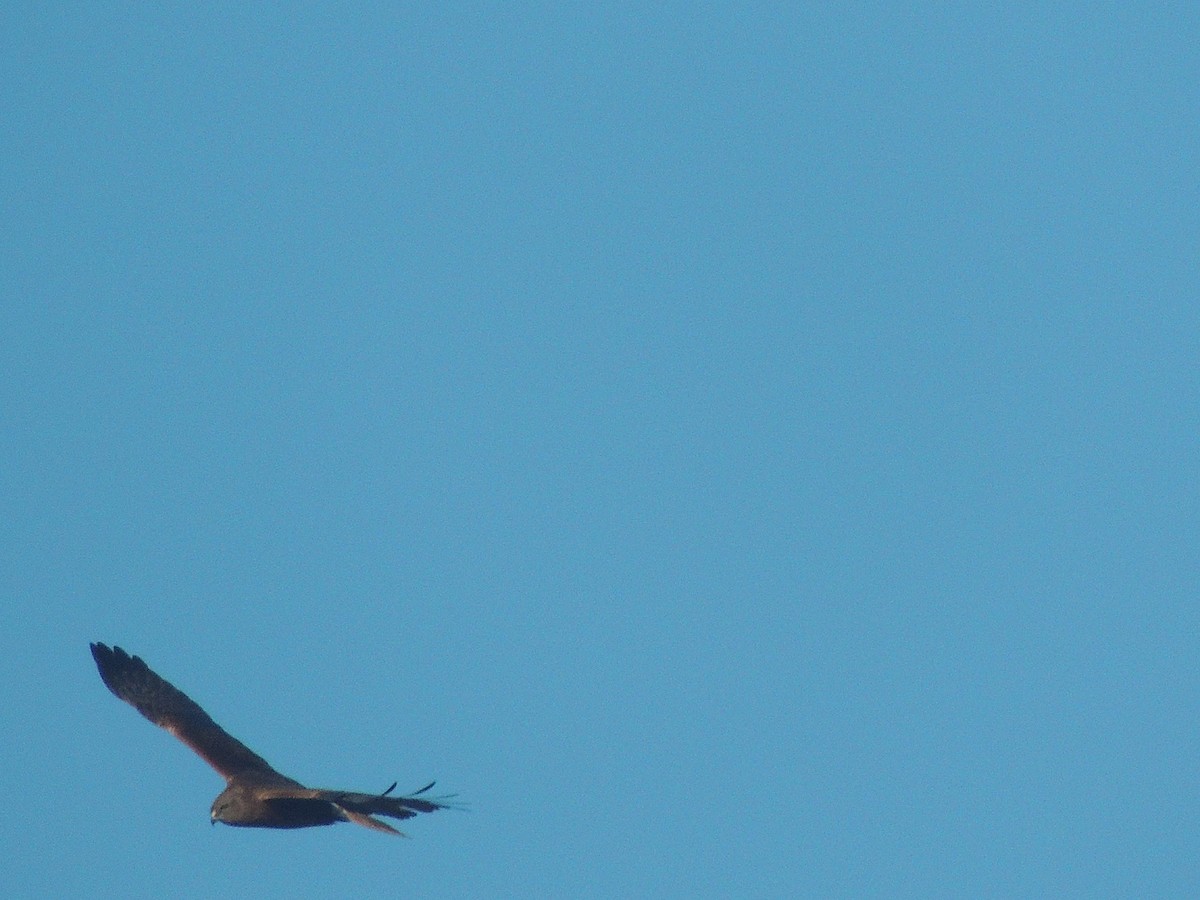 Swamp Harrier - George Vaughan