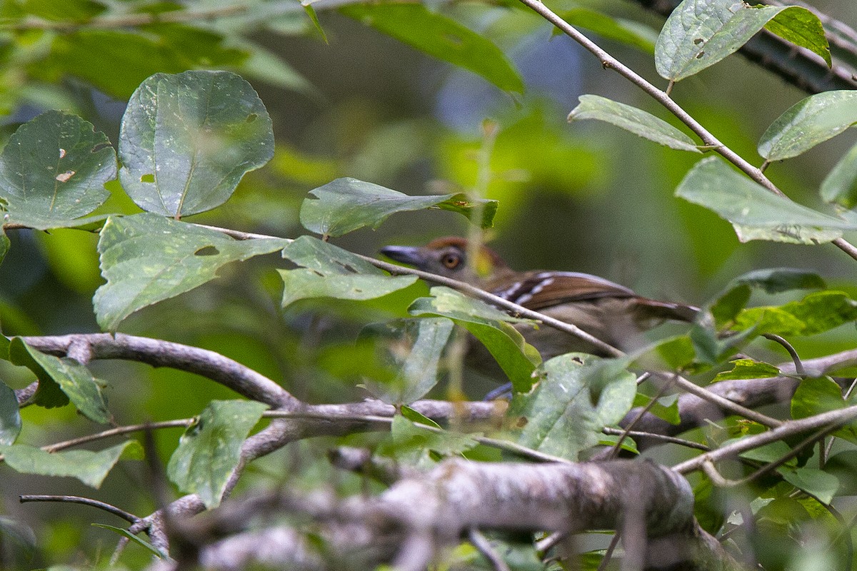 Batará Pizarroso Punteado (leucogaster/huallagae) - ML220519501