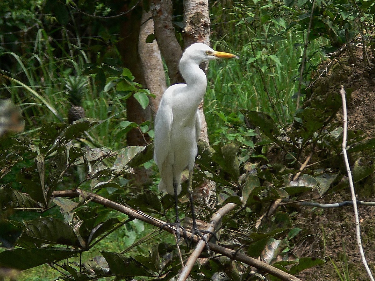 Yellow-billed Egret - ML220519541