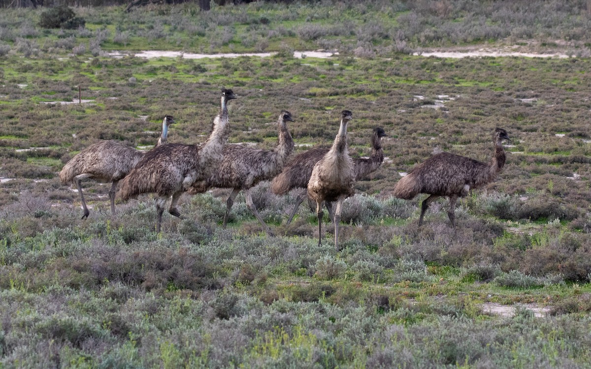 Emu - James Kennerley