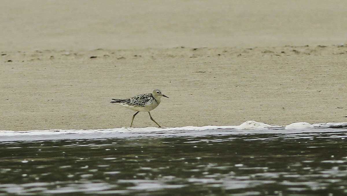 Buff-breasted Sandpiper - Sayam U. Chowdhury